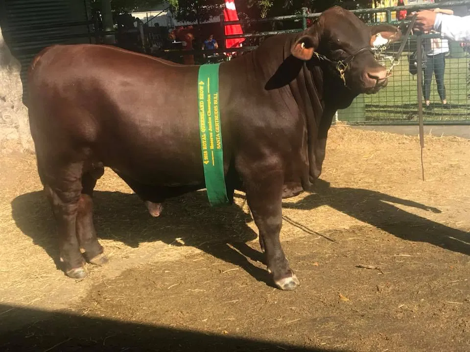 Reserve Junior Champion Bull — Yulgilbar Nevada