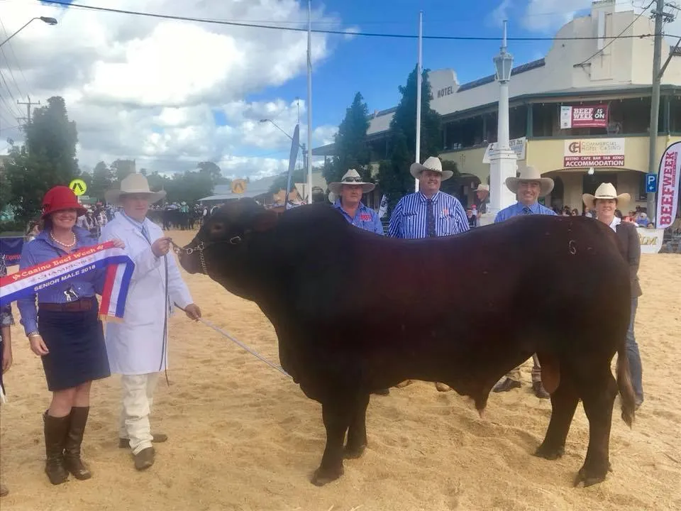 Yulgilbar Santa Gertrudis — Casino Beef Week 2018