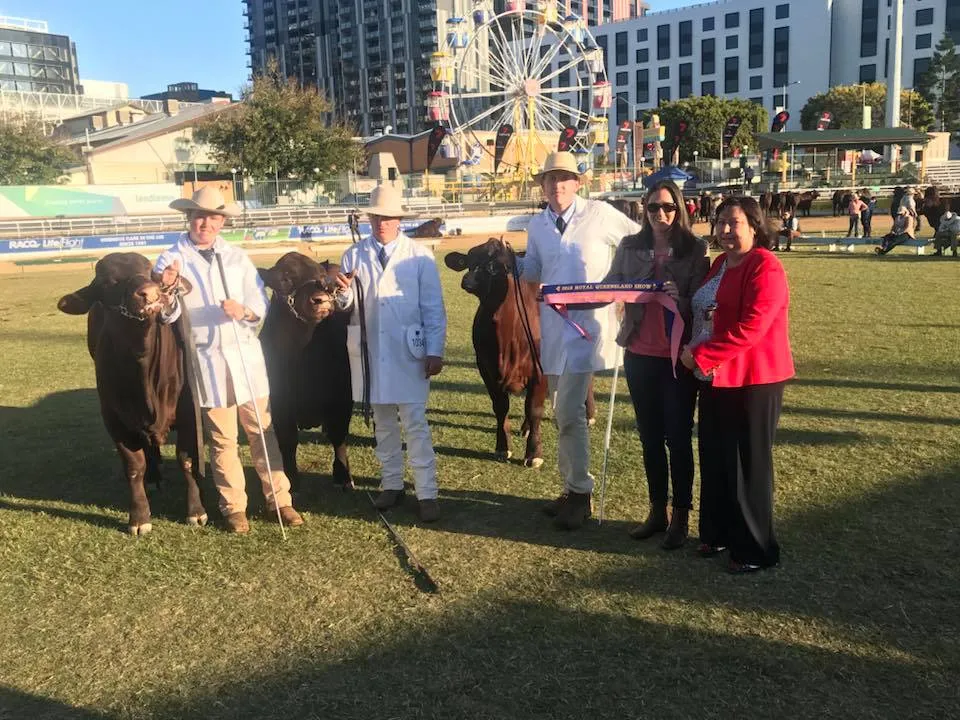 Yulgilbar Santa Gertrudis — Brisbane Royal Show 2018