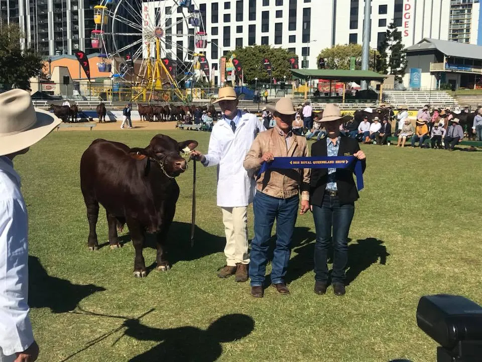 Yulgilbar Santa Gertrudis — Brisbane Royal Show 2018