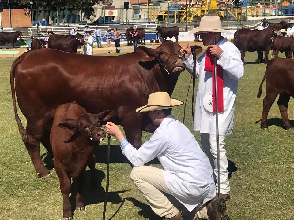 Yulgilbar Santa Gertrudis — Brisbane Royal Show 2018