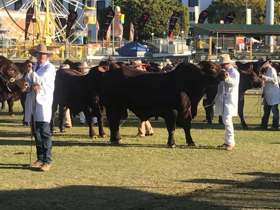 Yulgilbar Santa Gertrudis — Brisbane Royal Show 2018