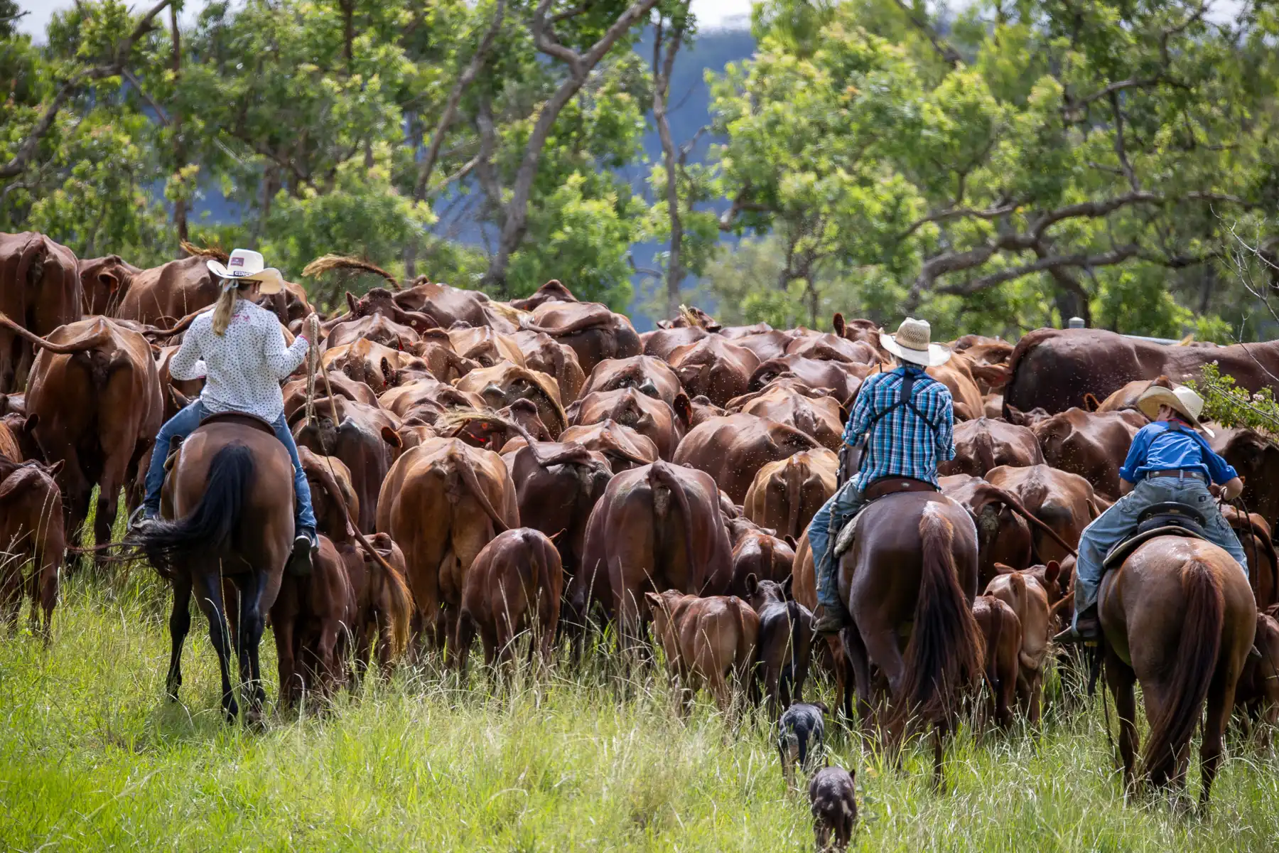 Mustering cattle on horseback at Yulgilbar