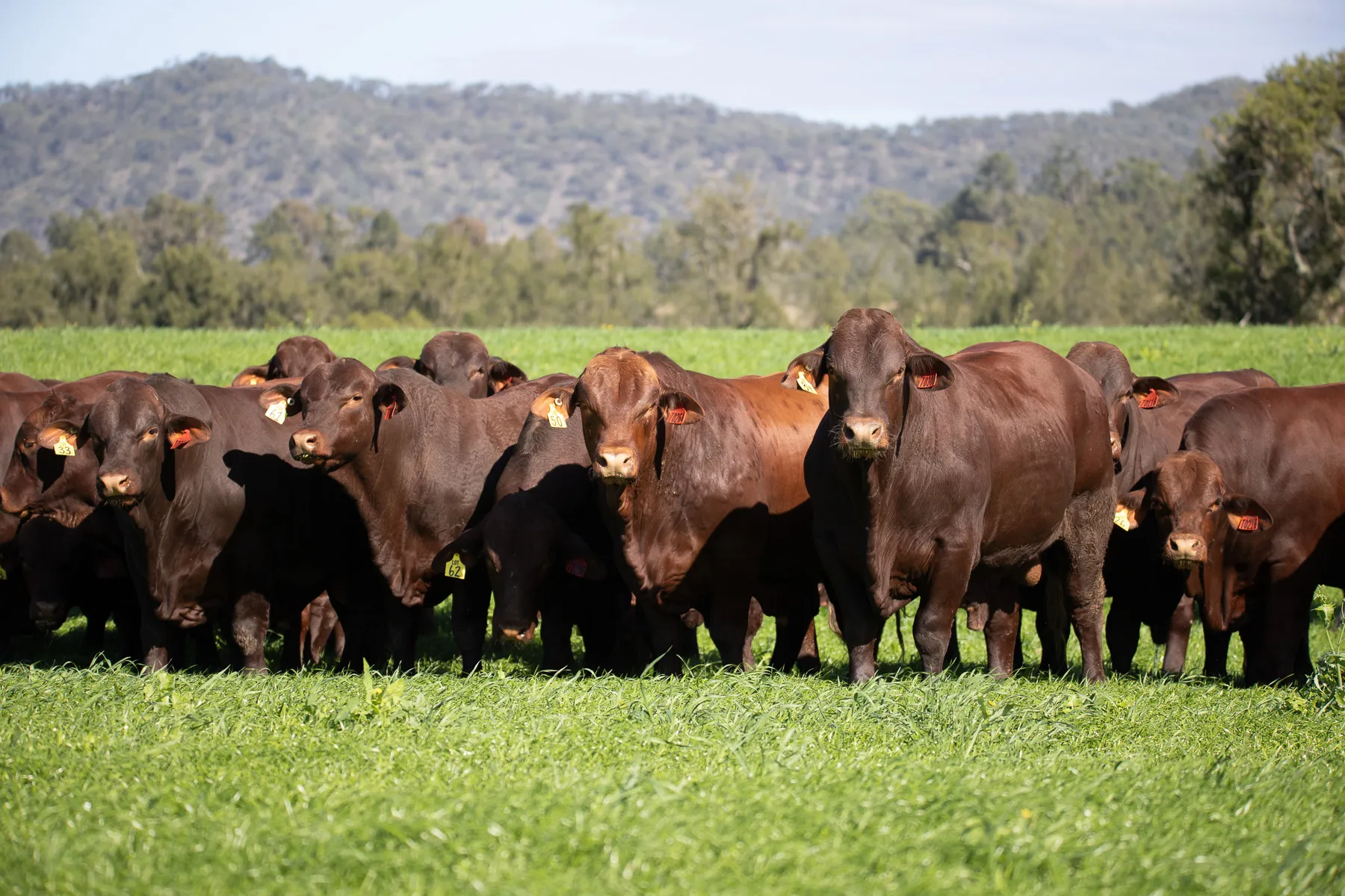 Mustering at Yulgilbar