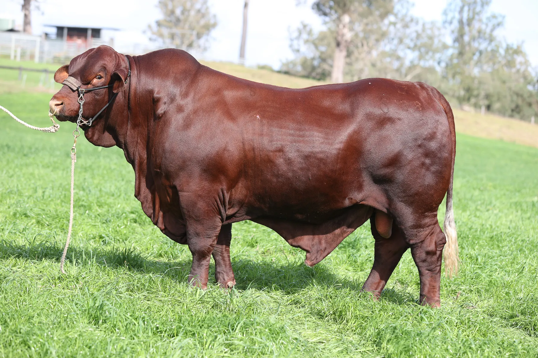 Cattle at Yulgilbar Station