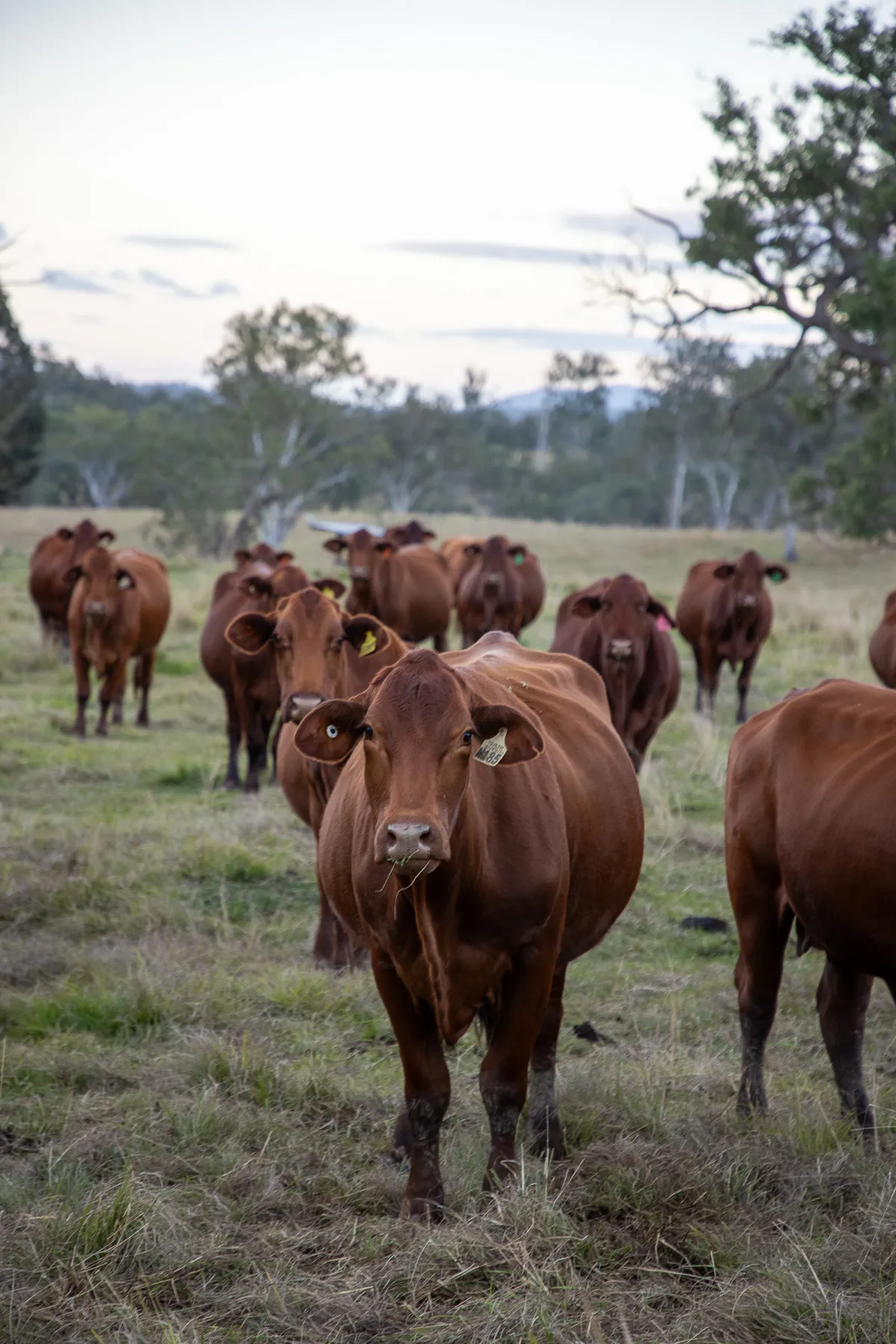 Cattle at Yulgilbar Station