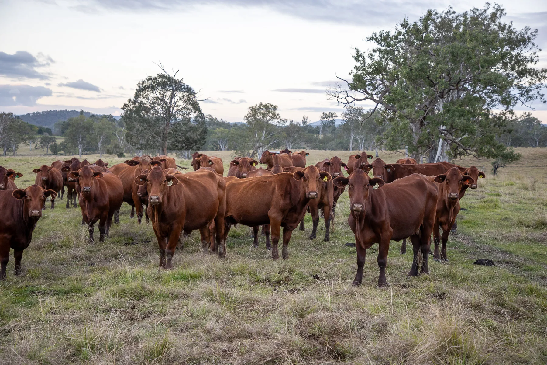 Cattle at Yulgilbar Station