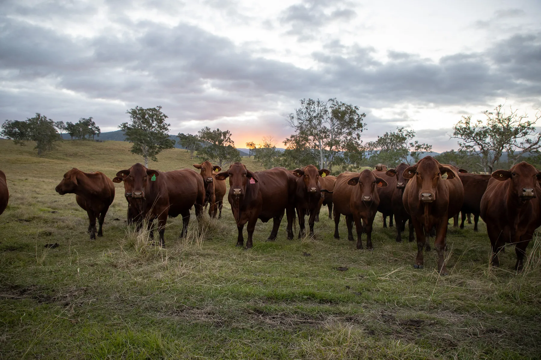 Cattle at Yulgilbar Station