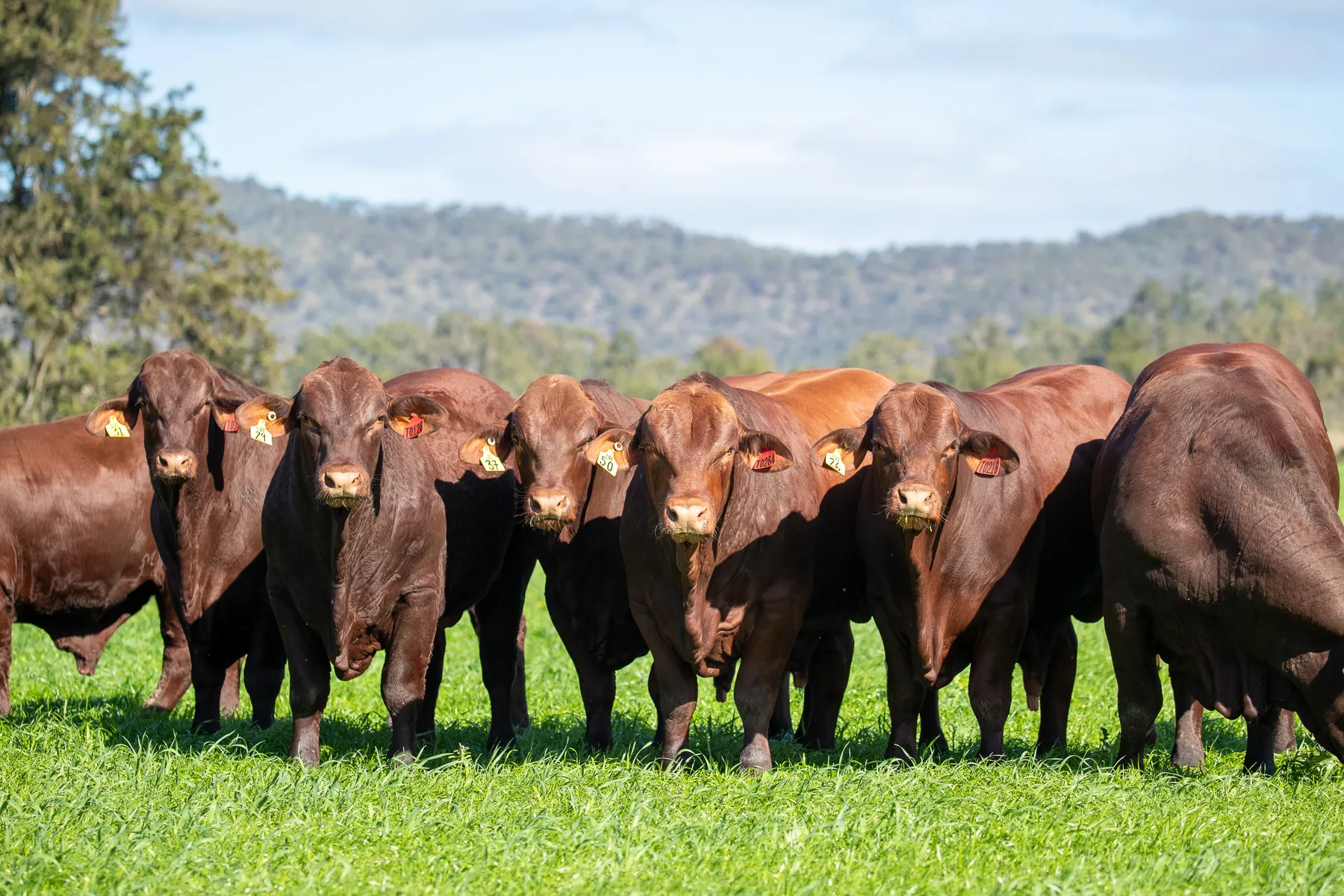 Santa Gertrudis bull at Yulgilbar