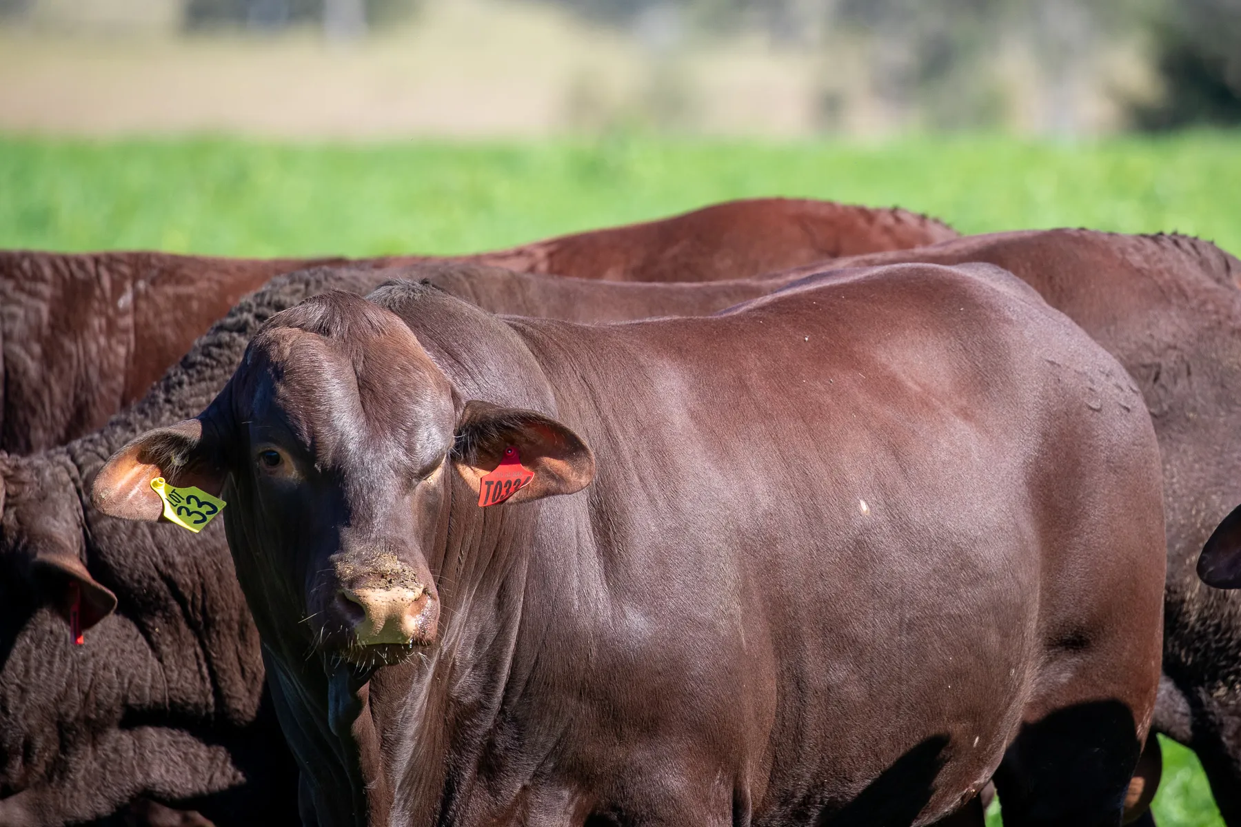 Santa Gertrudis bulls at Yulgilbar