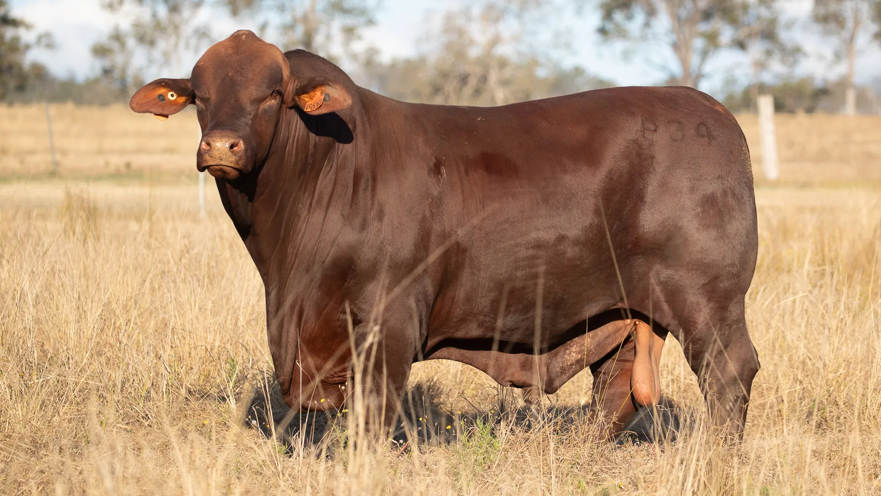 Santa Gertrudis bull
