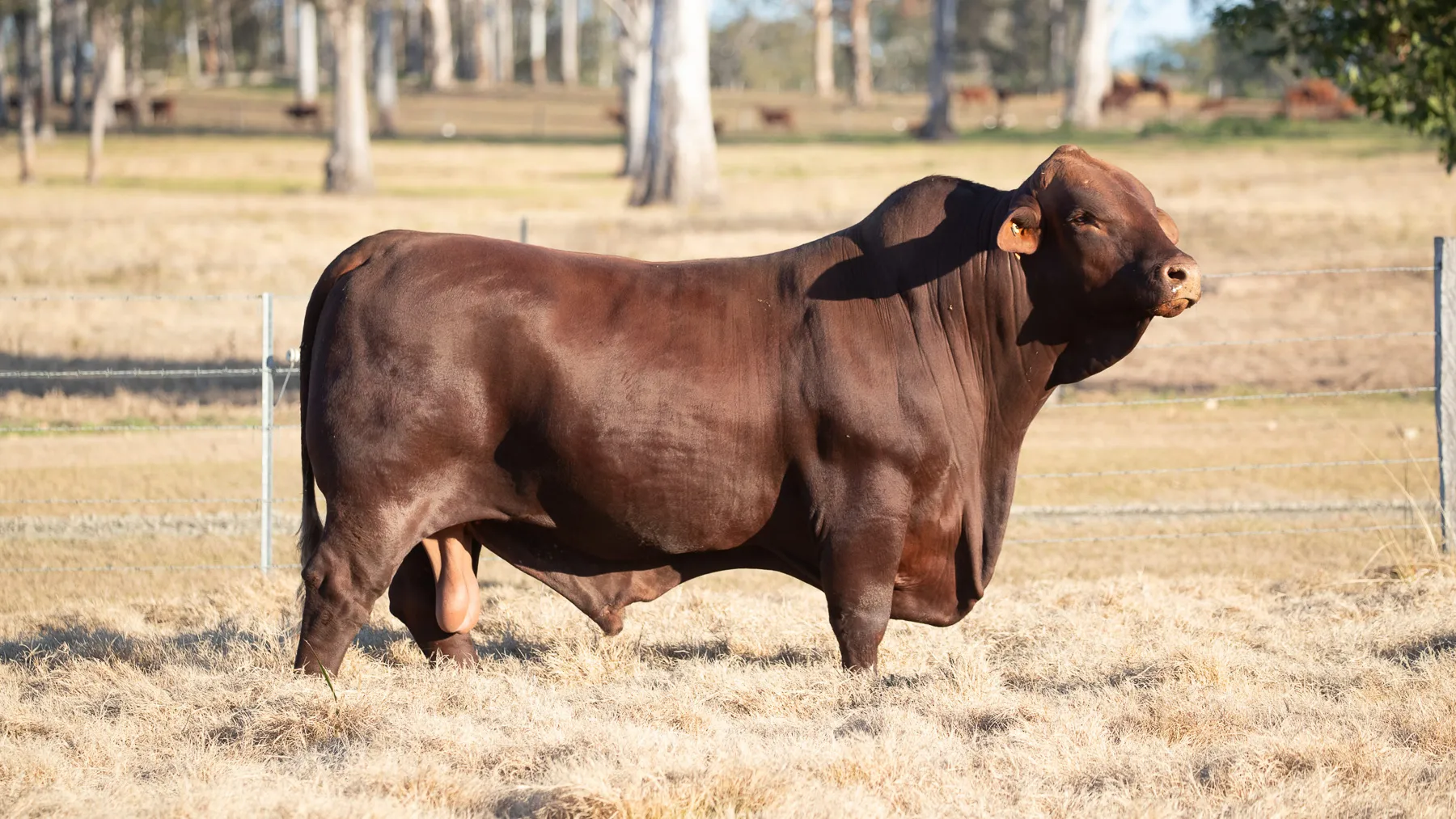 Santa Gertrudis bull in the paddock