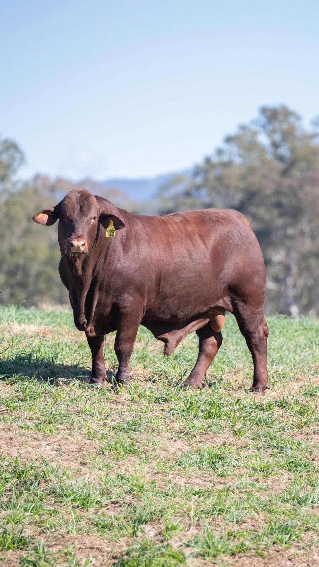 Santa Gertrudis bull at Yulgilbar
