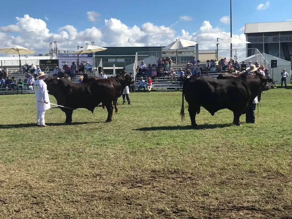 Yulgilbar Santa Gertrudis — Beef Australia 2018