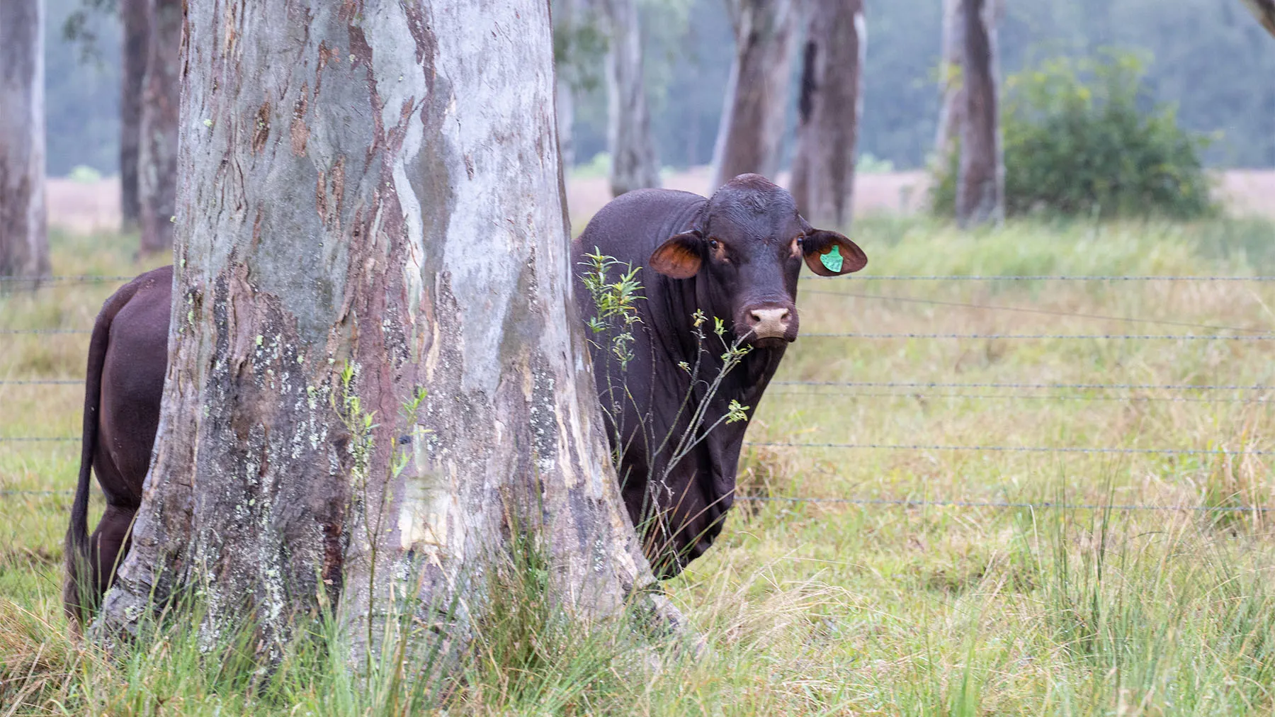 Santa Gertrudis bull beneath a tree
