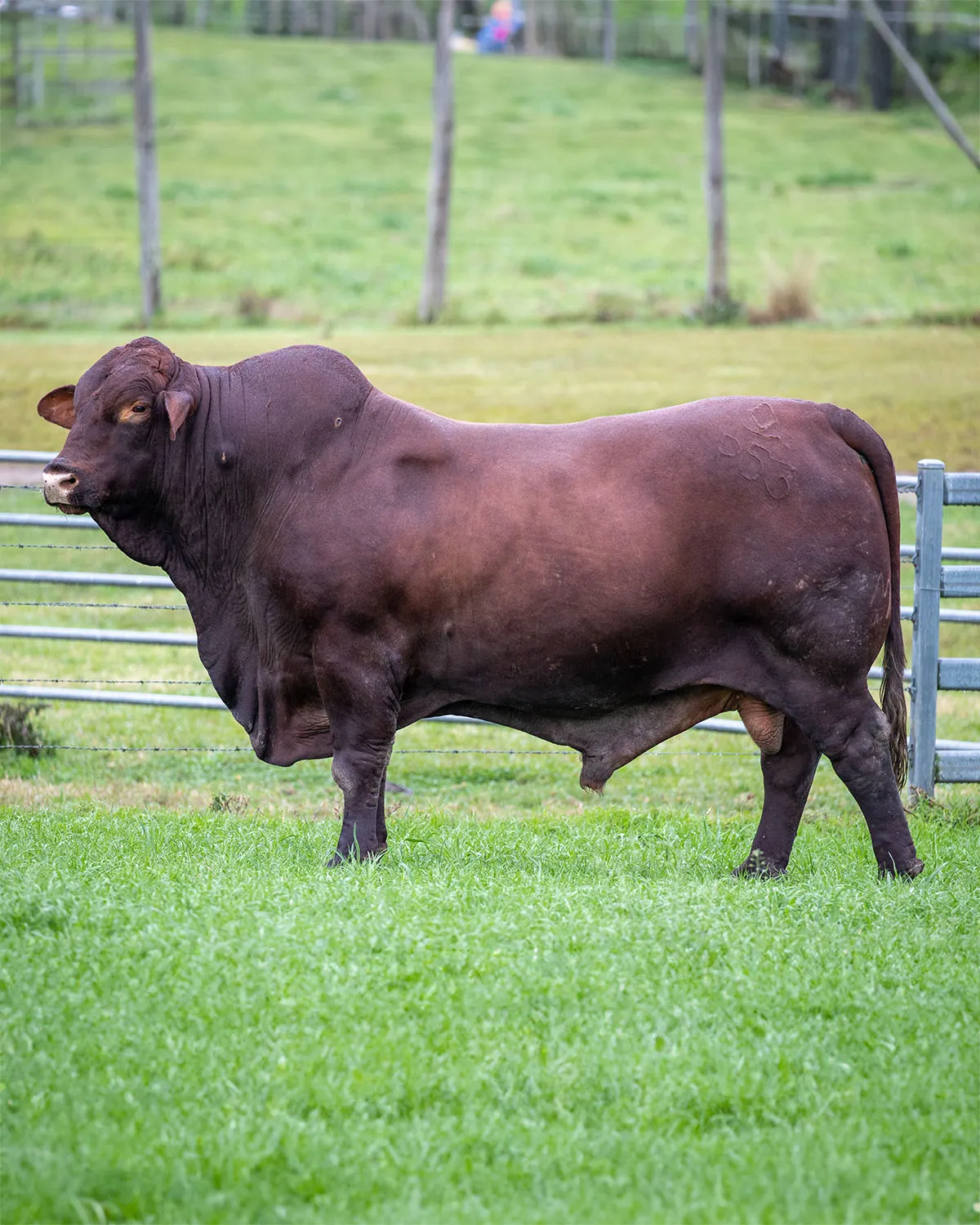 Yulgilbar sire Cardona Patterson P53