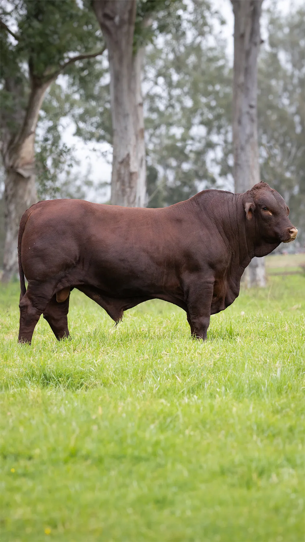 Yulgilbar sire Cardona West Germany