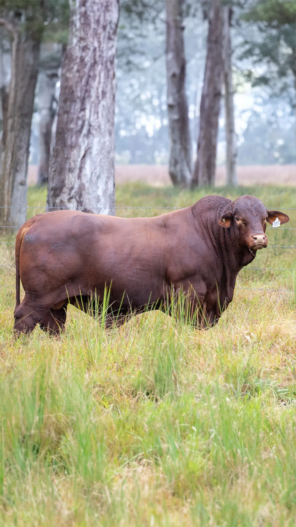Yulgilbar sire Darr Creek S100