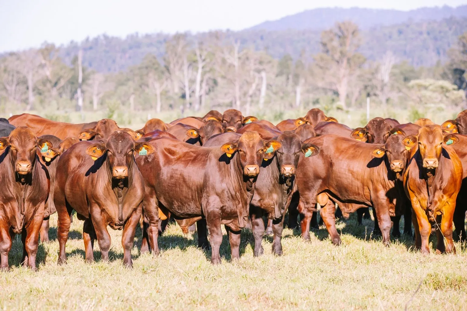 Yulgilbar Santa Gertrudis herd