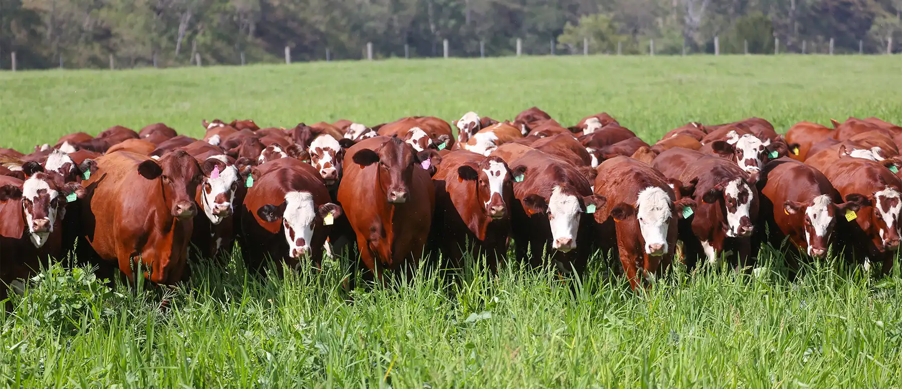 Hereford cattle in a Yulgilbar paddock
