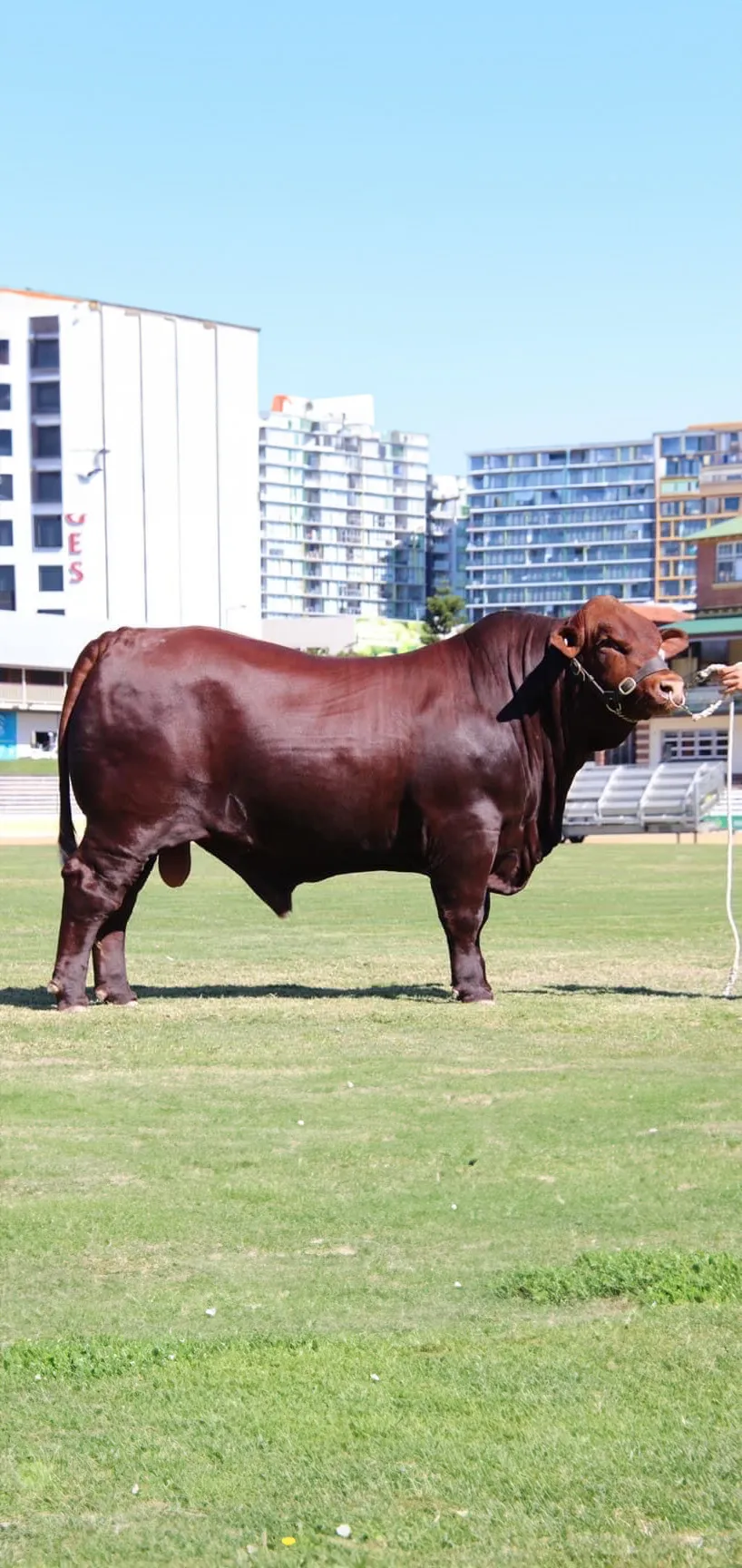 Yulgilbar sire Hardigreen Park Vice Roy (P)