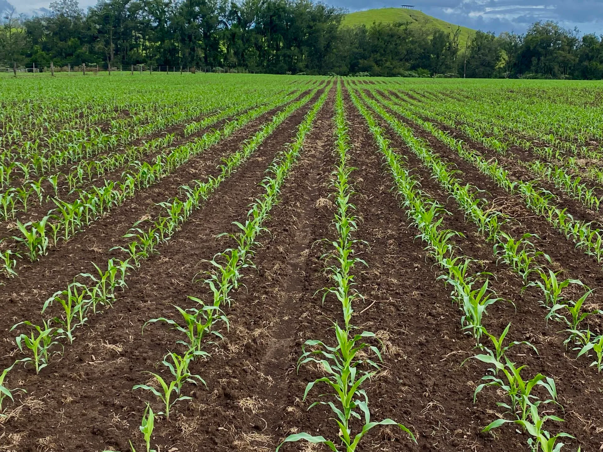 Green paddocks across the farming program