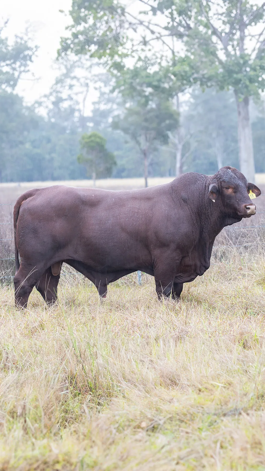Yulgilbar sire Jamara Stuntman