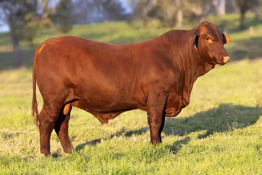 2026 Yulgilbar Annual Production Sale Lot 1