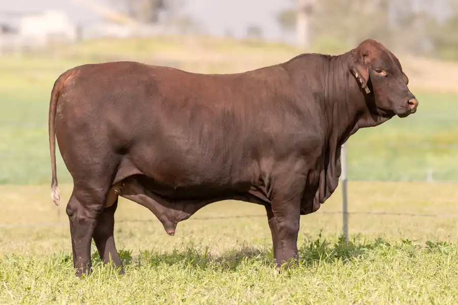 2026 Yulgilbar Annual Production Sale Lot 10