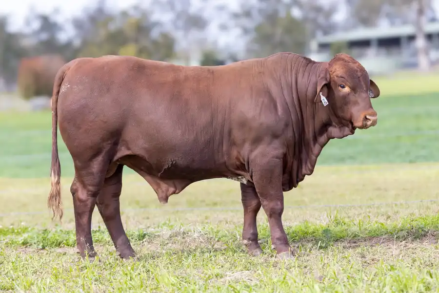 2026 Yulgilbar Annual Production Sale Lot 11