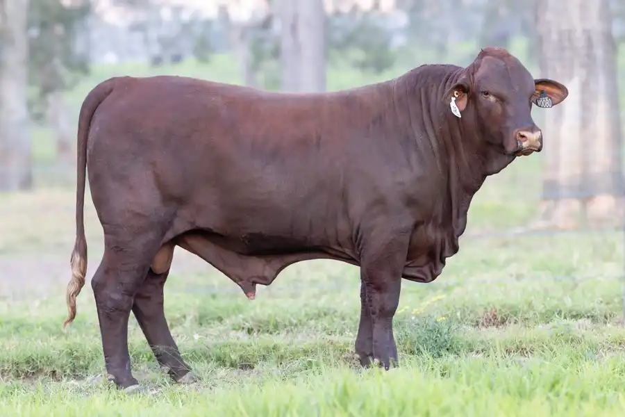 2026 Yulgilbar Annual Production Sale Lot 12