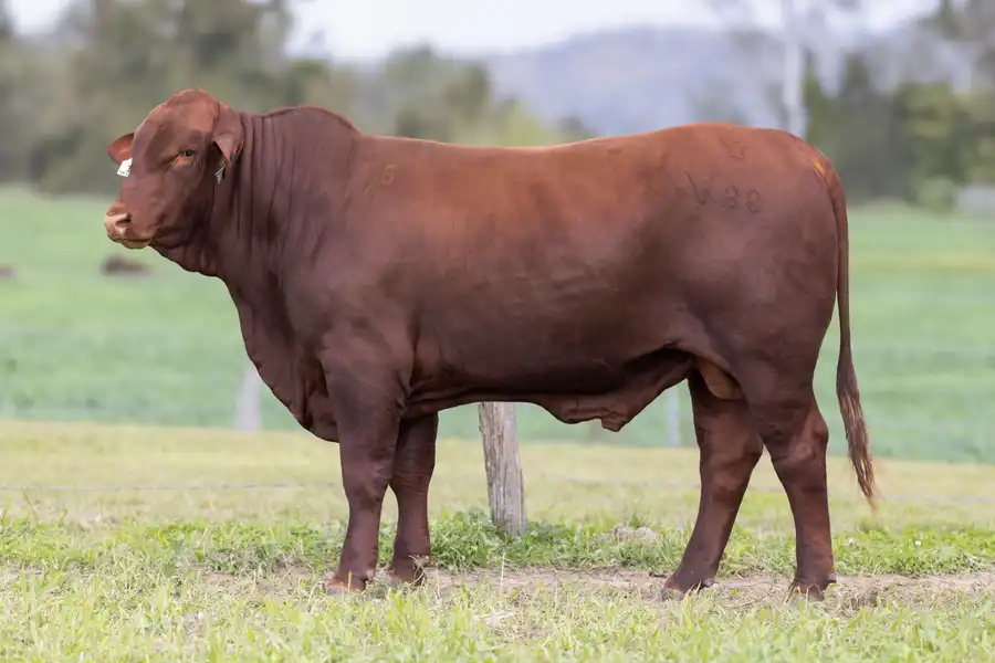 2026 Yulgilbar Annual Production Sale Lot 14