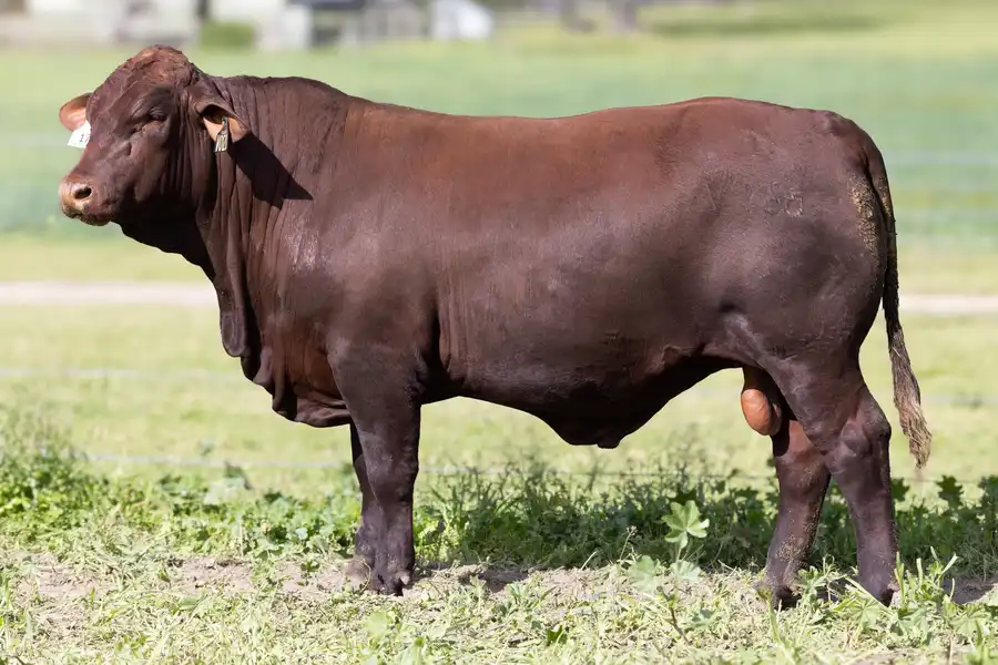 2026 Yulgilbar Annual Production Sale Lot 17