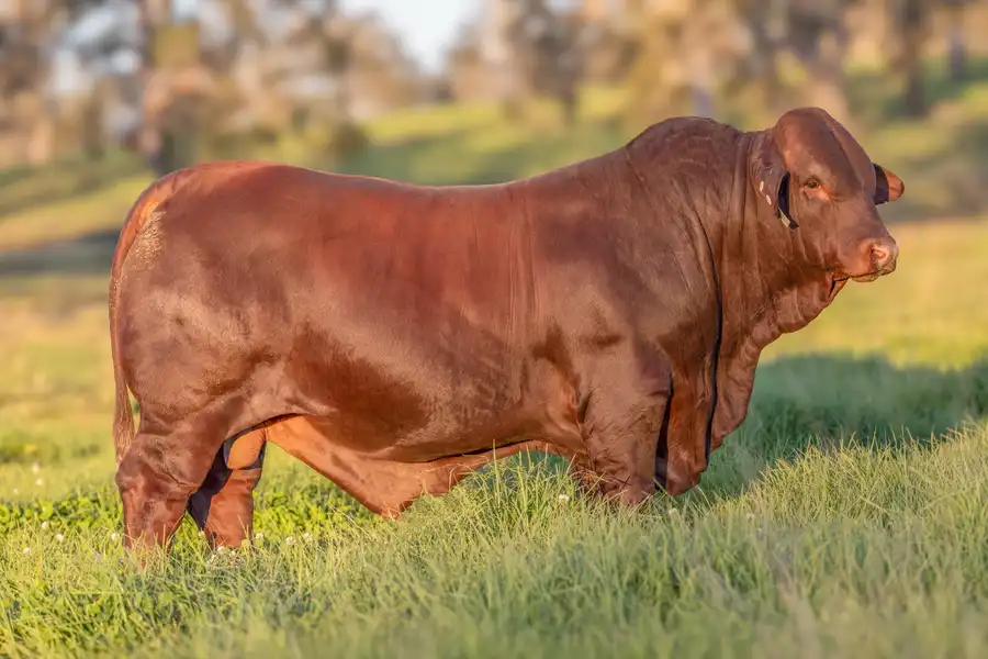 2026 Yulgilbar Annual Production Sale Lot 18