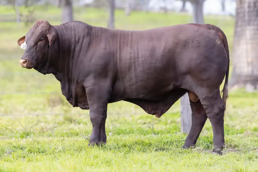 2026 Yulgilbar Annual Production Sale Lot 19