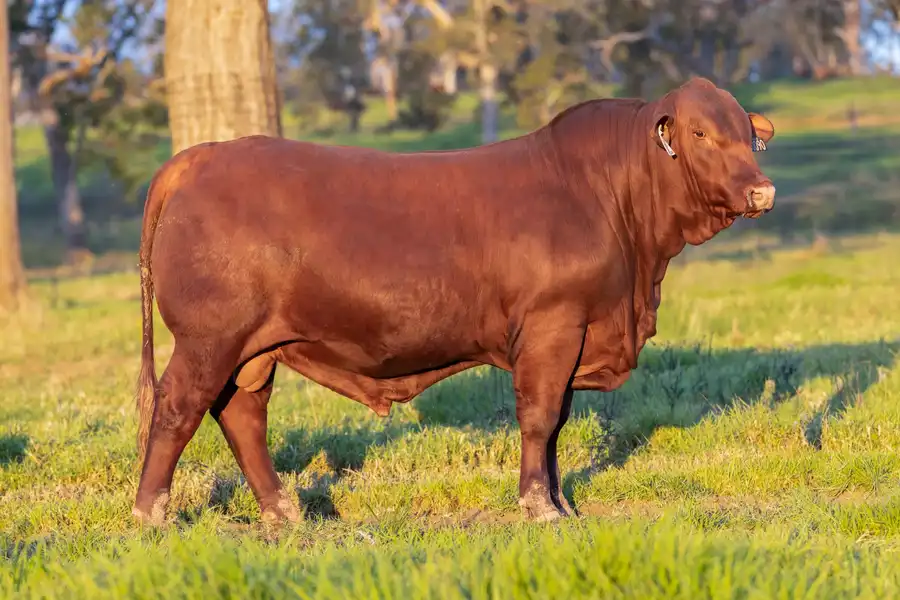 2026 Yulgilbar Annual Production Sale Lot 2