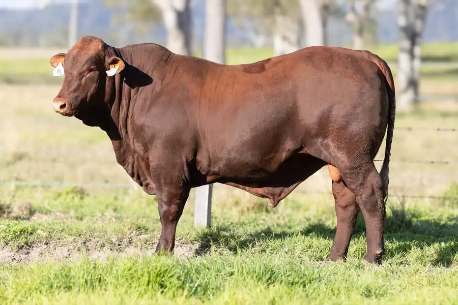 2026 Yulgilbar Annual Production Sale Lot 20