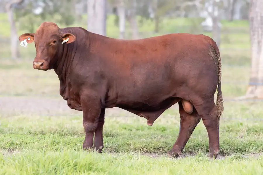 2026 Yulgilbar Annual Production Sale Lot 21