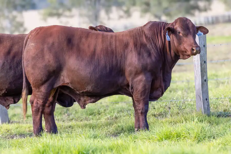 2026 Yulgilbar Annual Production Sale Lot 22