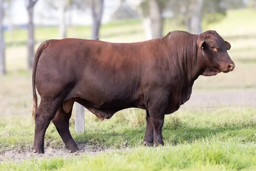 2026 Yulgilbar Annual Production Sale Lot 23