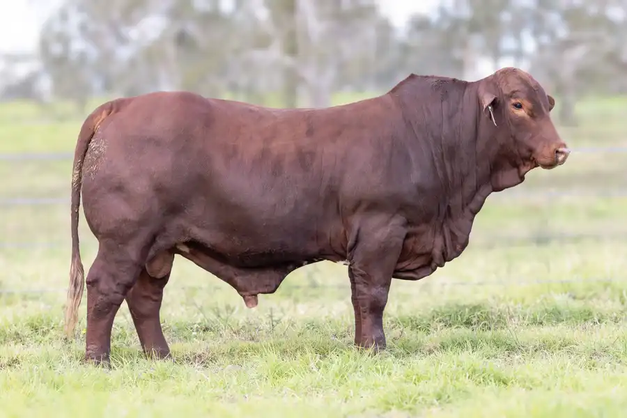2026 Yulgilbar Annual Production Sale Lot 24