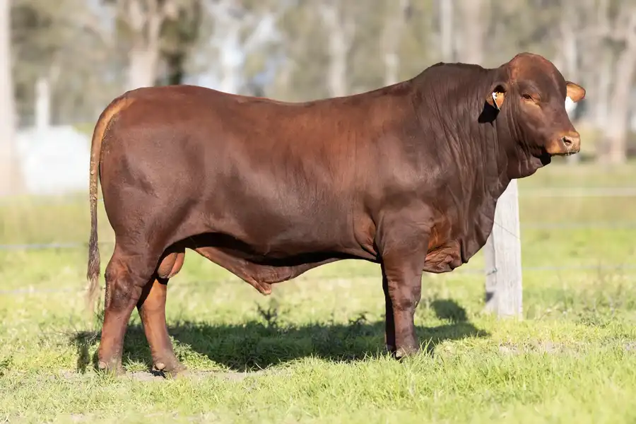 2026 Yulgilbar Annual Production Sale Lot 25