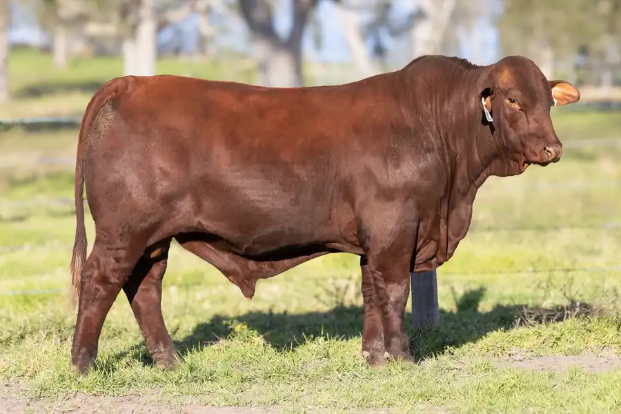 2026 Yulgilbar Annual Production Sale Lot 26