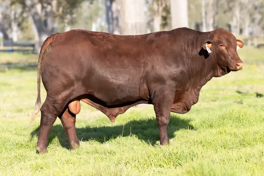 2026 Yulgilbar Annual Production Sale Lot 27