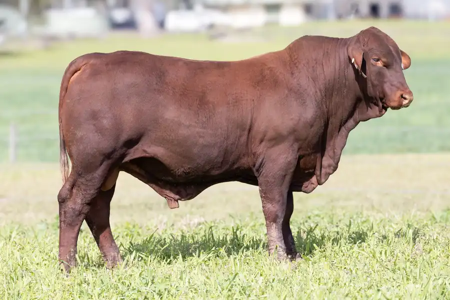 2026 Yulgilbar Annual Production Sale Lot 29