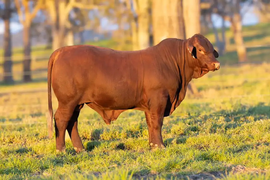 2026 Yulgilbar Annual Production Sale Lot 3