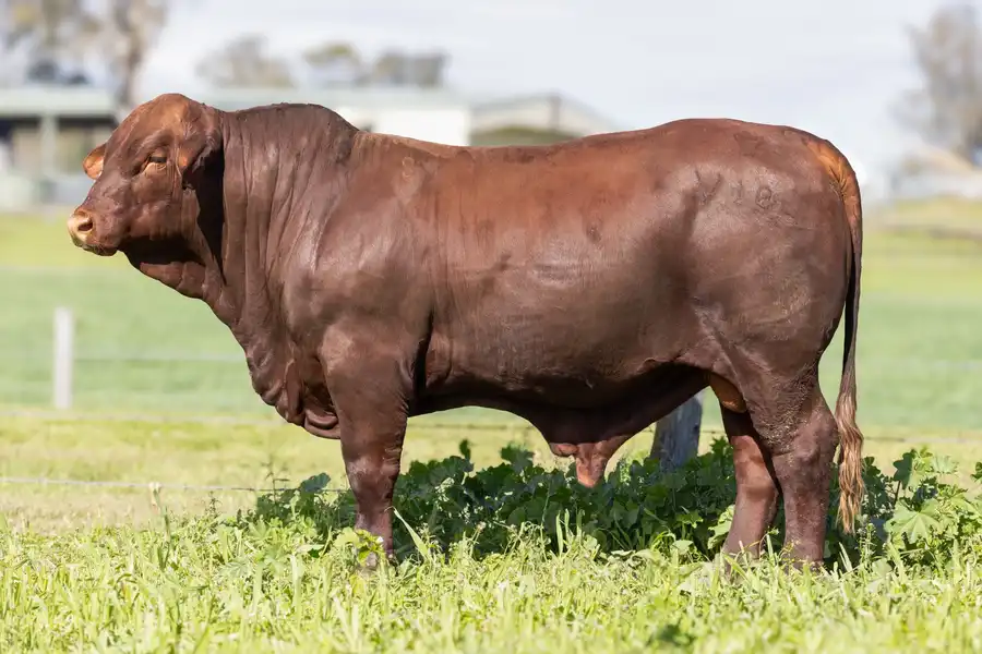 2026 Yulgilbar Annual Production Sale Lot 30