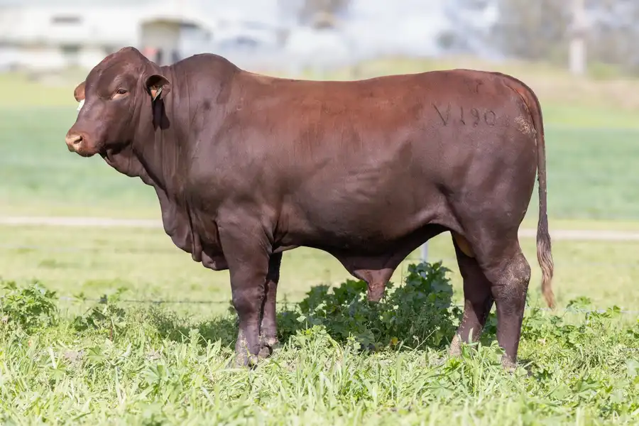 2026 Yulgilbar Annual Production Sale Lot 31