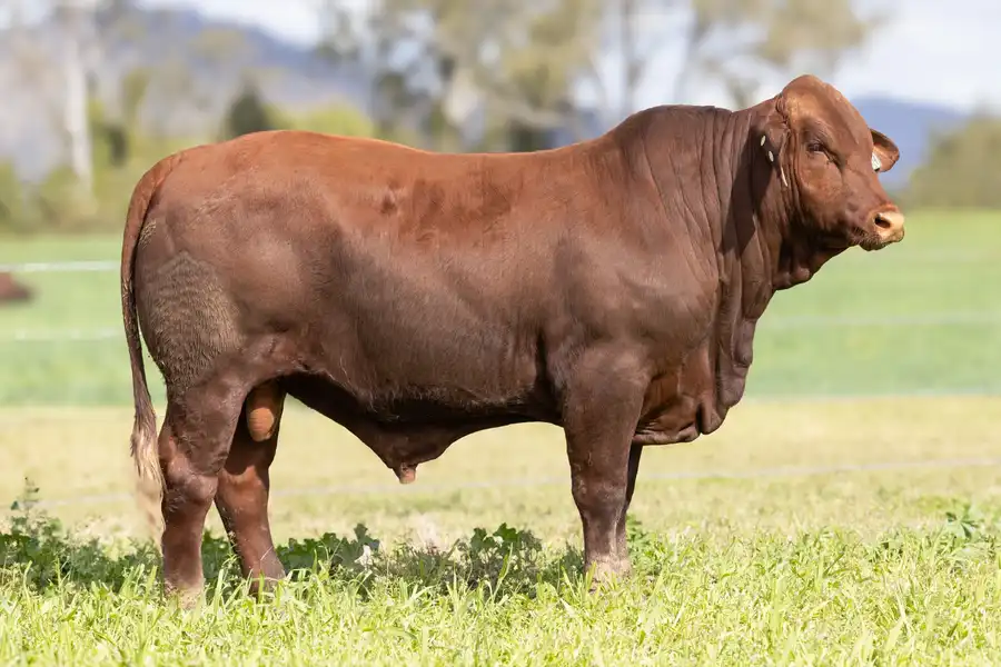 2026 Yulgilbar Annual Production Sale Lot 32