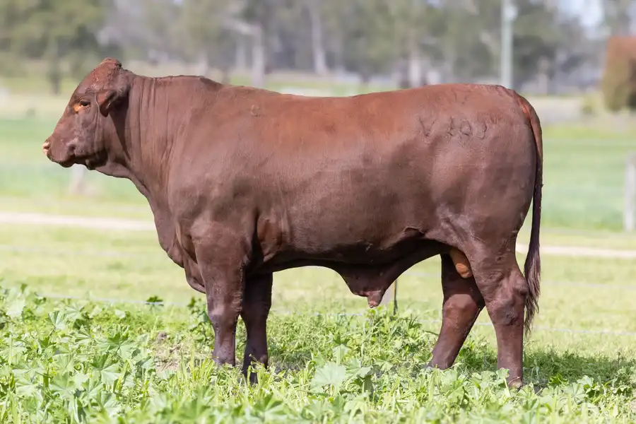 2026 Yulgilbar Annual Production Sale Lot 33